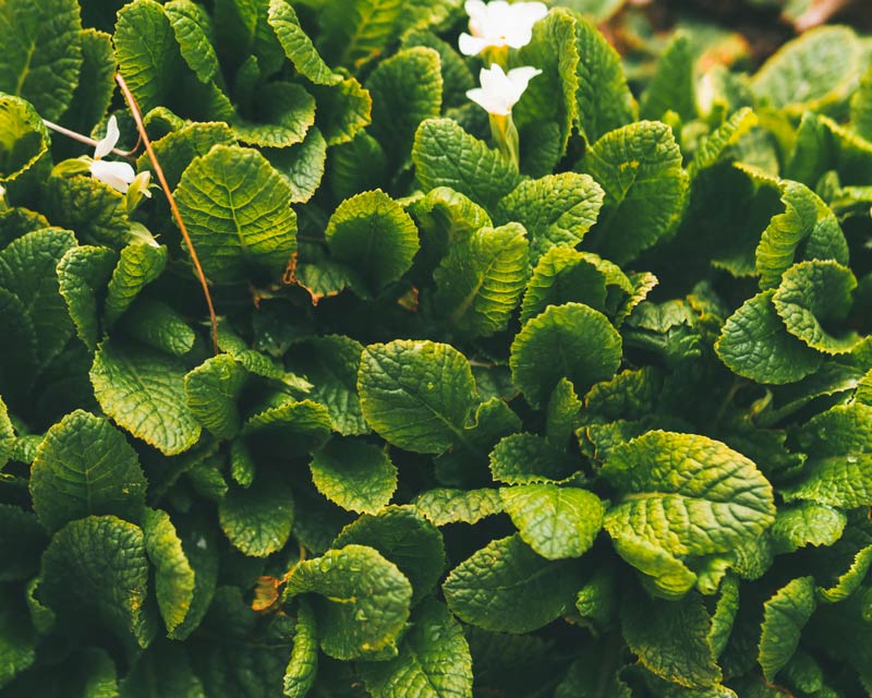 plant photo
