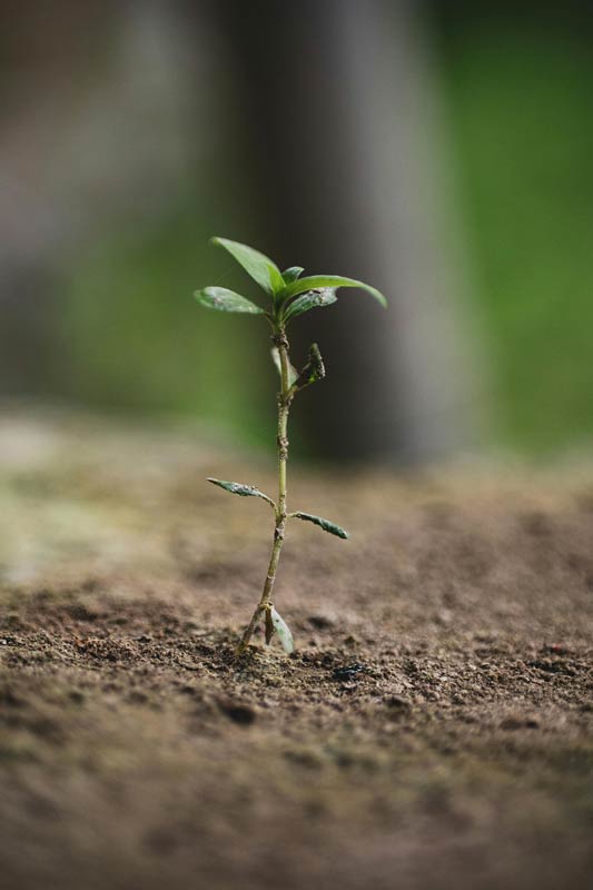 plant photo
