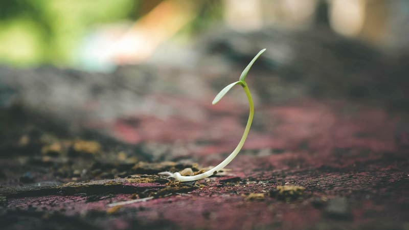plant photo