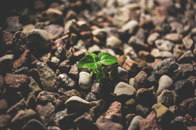 plant photo