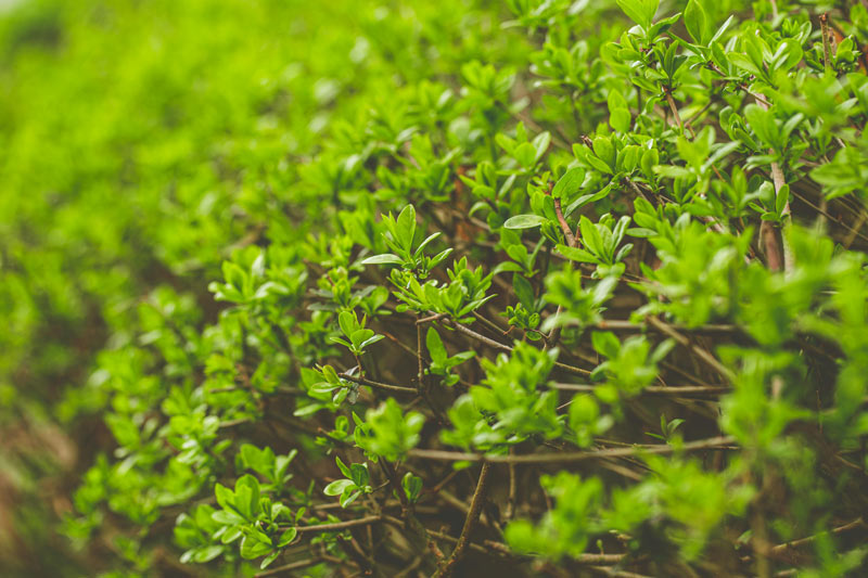 plant photo