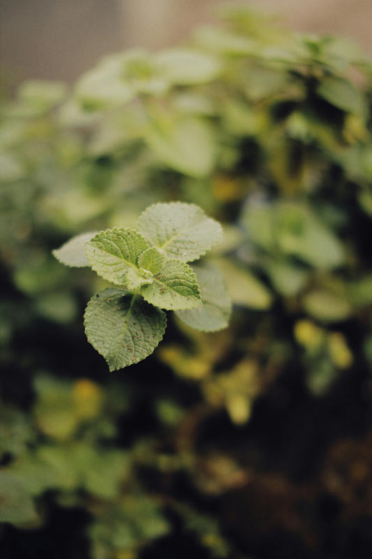 plant photo