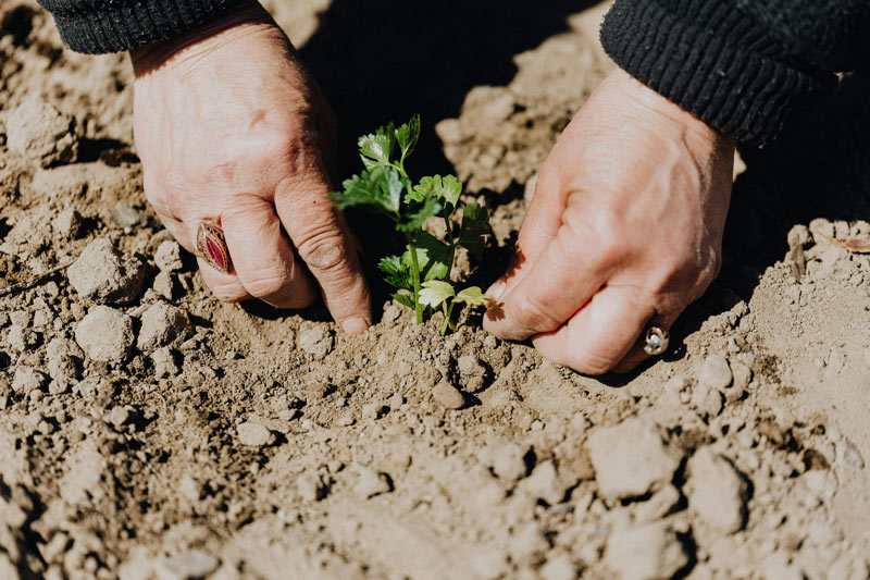 planting photo